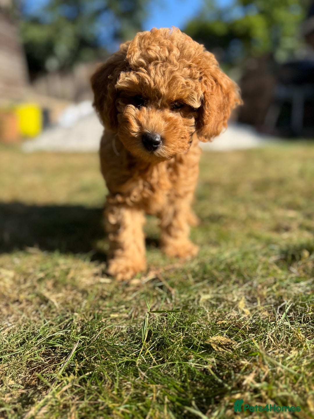 Toy Poodle dogs for sale: 🐶 Toy Poodle Puppy Girl–Ready for the home! - Image 24