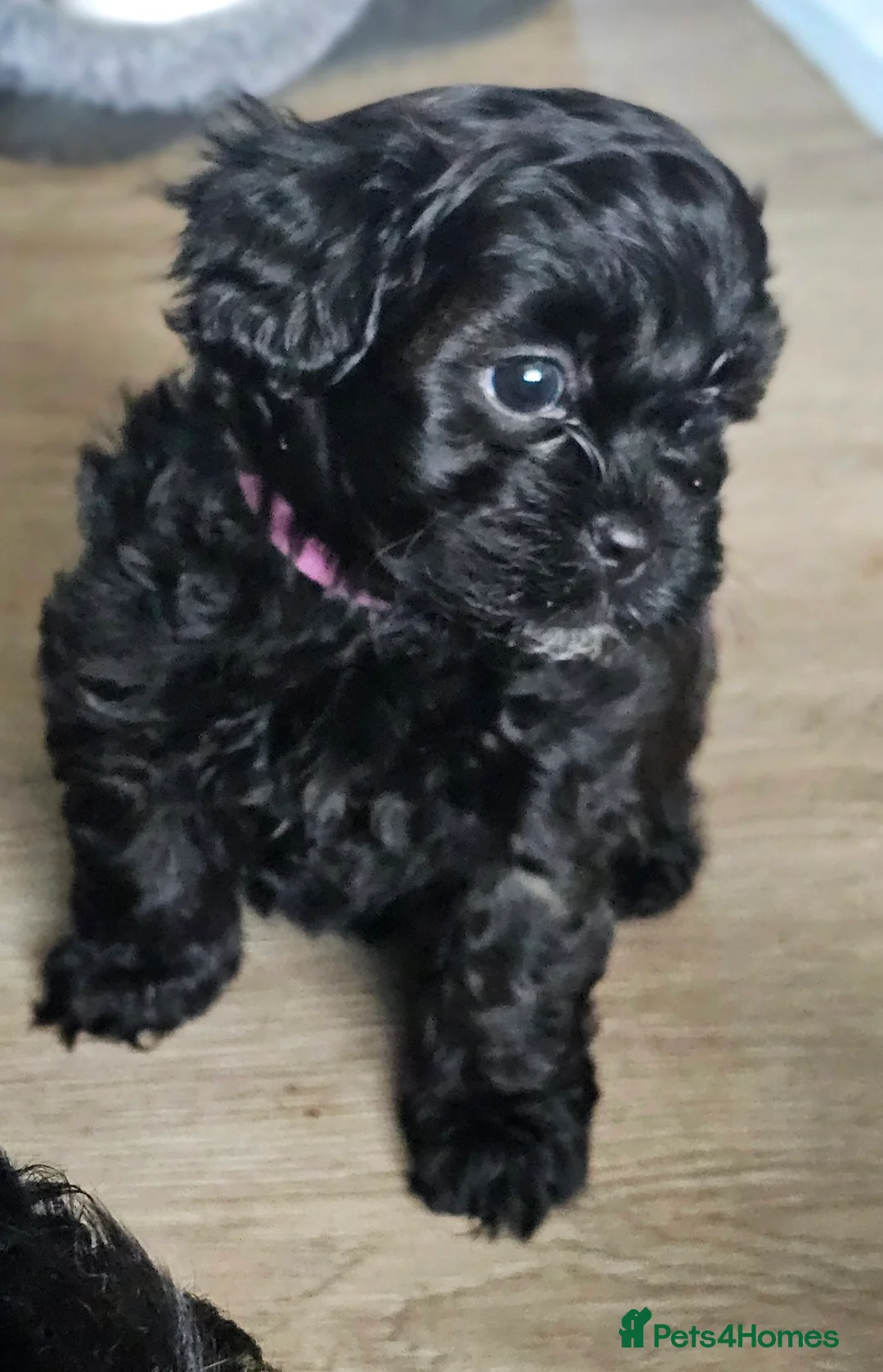 Miniature Poodle dogs for stud: Stunning Red Poodle for Stud in Motherwell - Advert 38