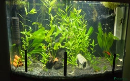 Live Bearers fish for sale: Tropical fish for sale 6 for £10 in Prescot - Image 27