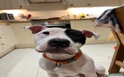Mixed Breed dogs for sale: Staffie cross looking for new home - Advert 1