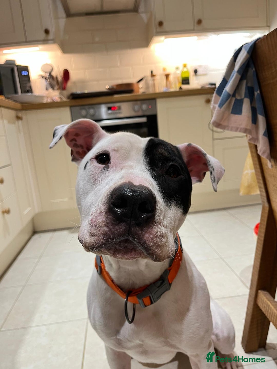 Mixed Breed dogs for sale: Staffie cross looking for new home - Advert 1