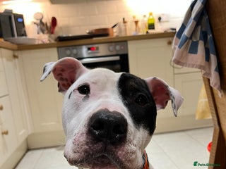 Mixed Breed dogs for sale: Staffie cross looking for new home - Advert 1