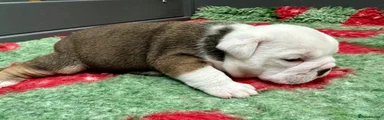 English Bulldog 6