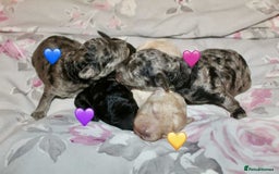 Cockapoo dogs for sale: Health tested Asian toy Cockapoo puppies  - Image 1