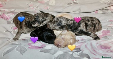 Cockapoo dogs - Advert 2