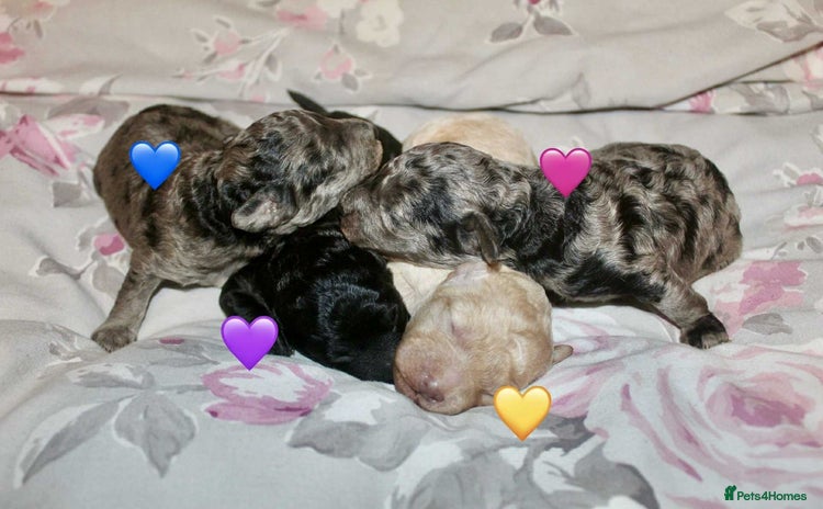 Cockapoo dogs - Advert 1