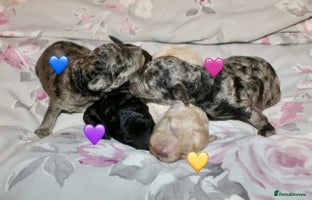 Cockapoo dogs - Advert 2