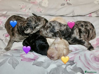 Cockapoo dogs - Advert 1