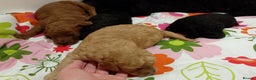 Miniature Poodle dogs for sale: KC Registered Miniature Poodle Puppies  - Advert 4