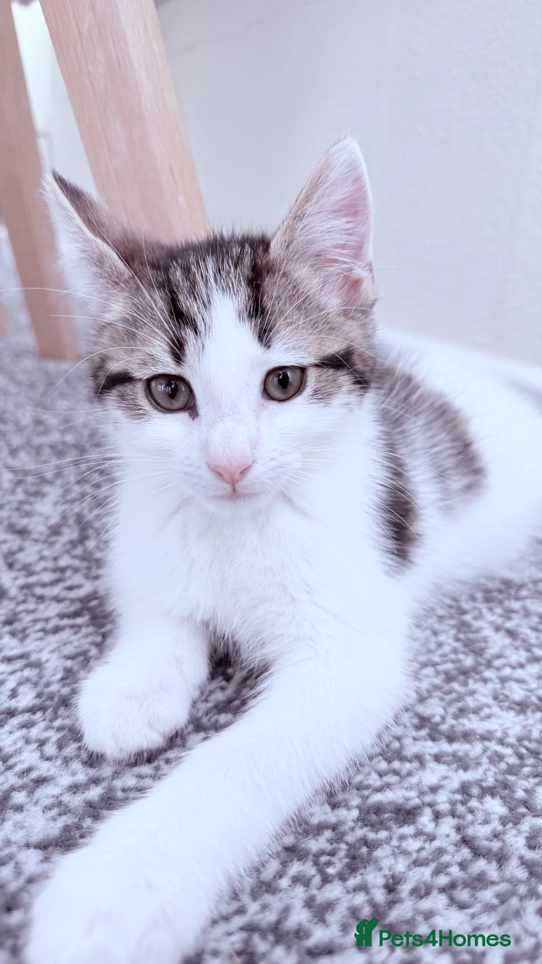 British Shorthair cats for sale: Adorable Male kitten  in London - Advert 8