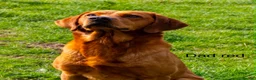 Labrador Retriever dogs for sale: STUNNING FAMILY KC RED & YELLOW LABRADORS  - Advert 5