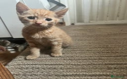 Mixed Breed cats for sale: Beautiful kittens rare ginger females  - Image 4