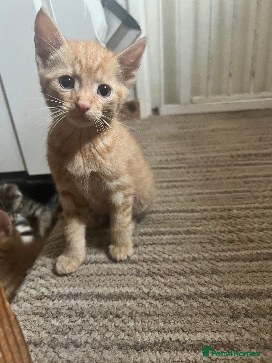 Mixed Breed cats for sale: Beautiful kittens rare ginger females  - Image 4
