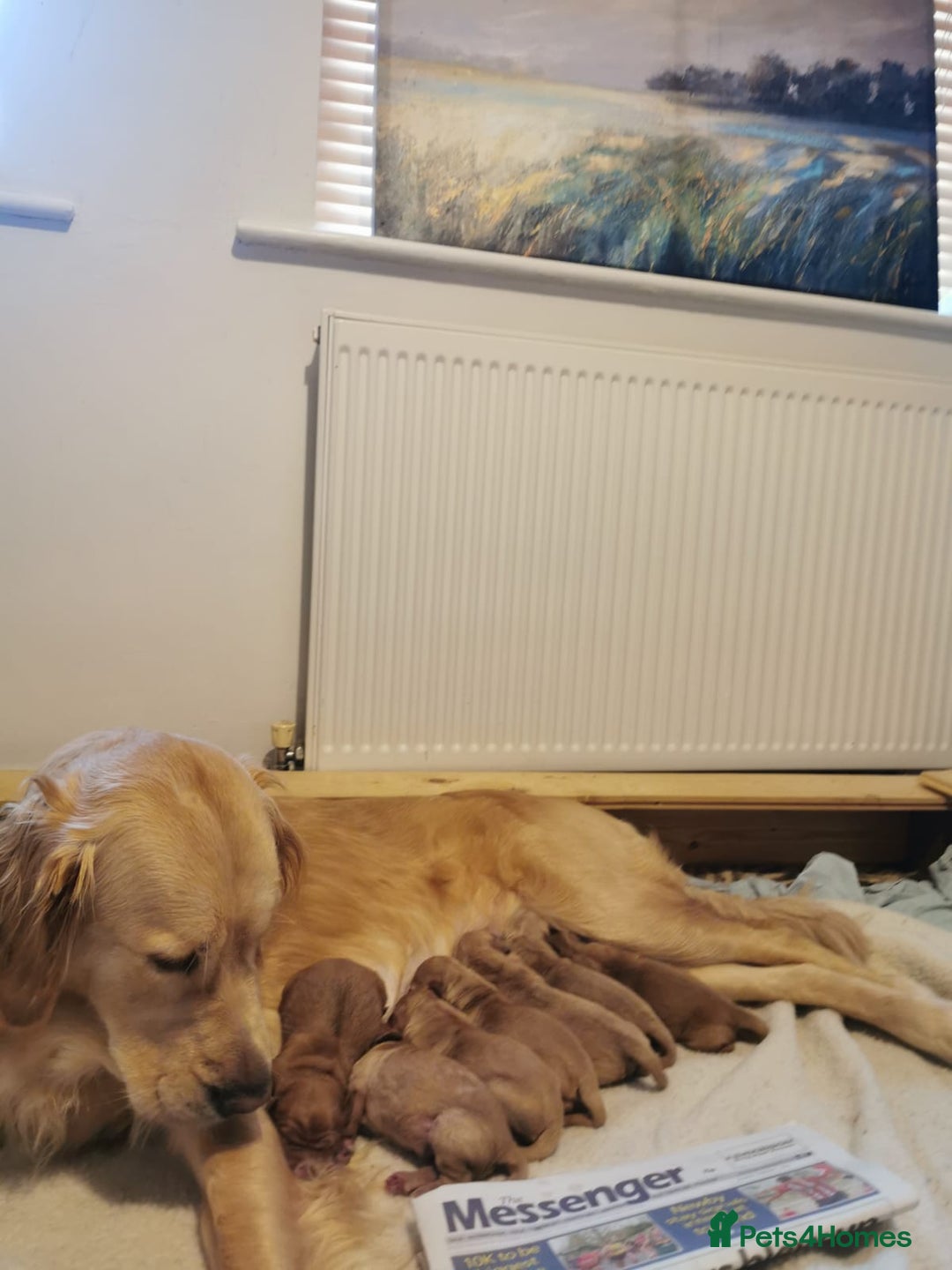 Mini Goldendoodle dogs for sale: Superb home-bred F1 Mini Goldendoodles KC parents - Advert 3