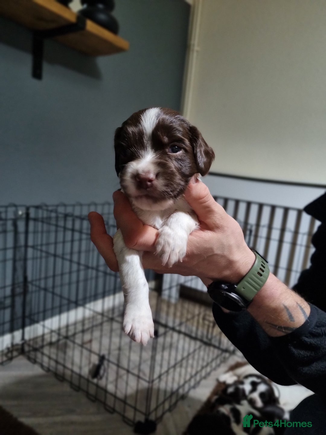 English Springer Spaniel dogs for sale: KC registered English Springer Spaniel puppies 🐾 - Advert 16