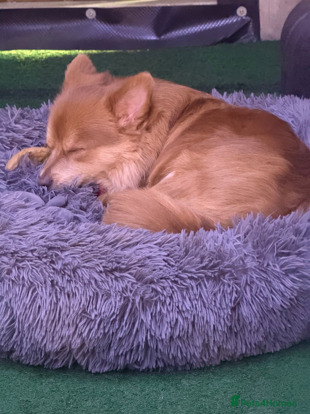 Pomchi dogs for stud: Marvel the pomchi  - Image 3