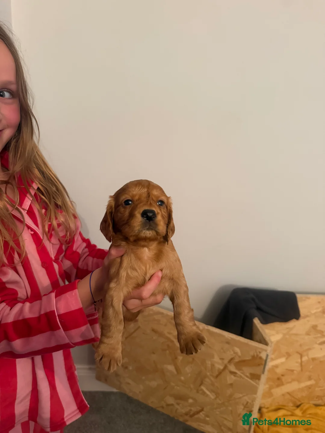Cocker Spaniel dogs for sale: Red KC reg working cocker spaniels  in Sunderland - Advert 2