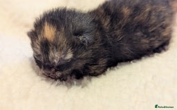 Mixed Breed cats for sale: Beautiful litter of kittens - Image 14