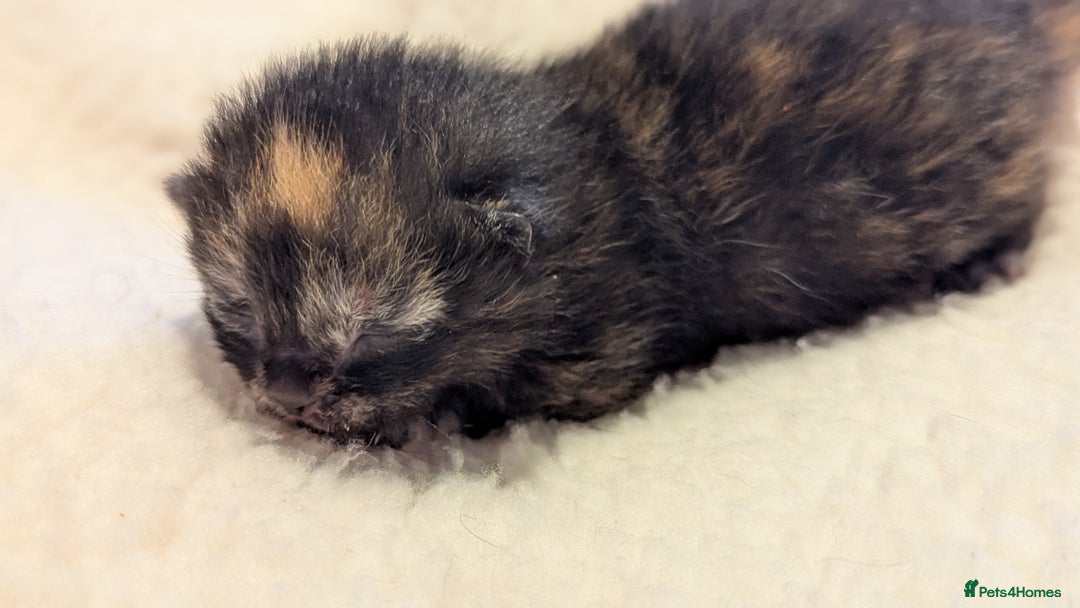 Mixed Breed cats for sale: Beautiful litter of kittens - Image 14