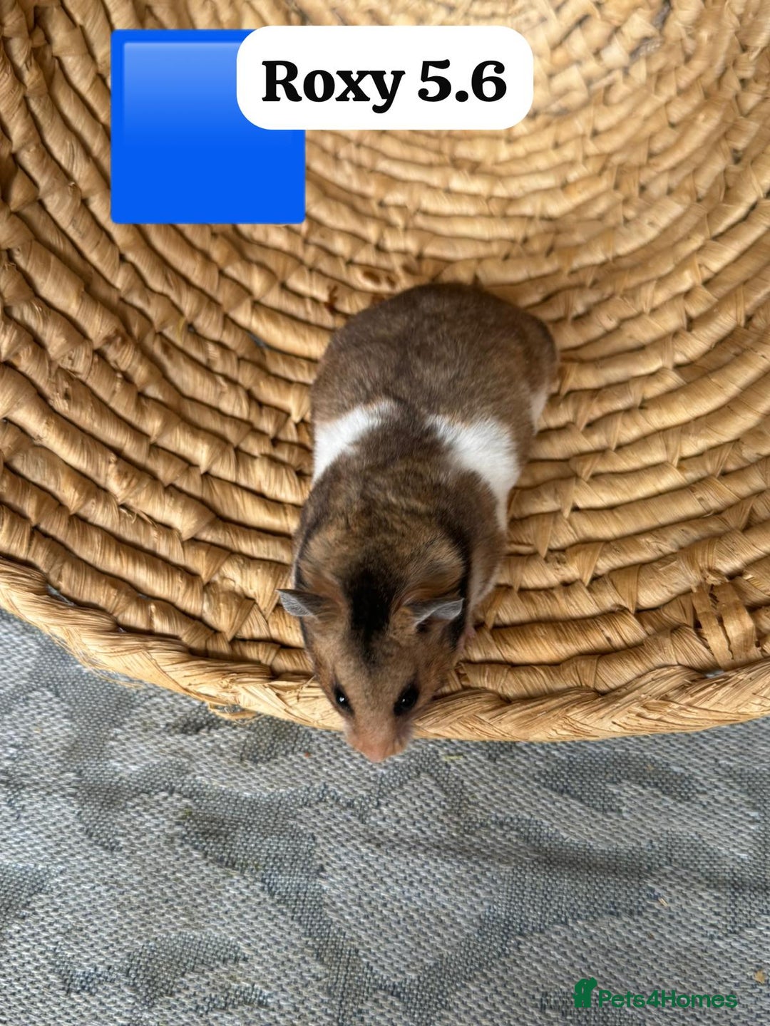 Hamster rodents for sale: Beautiful baby hamsters. Syrian and Russian Dwarf - Image 12