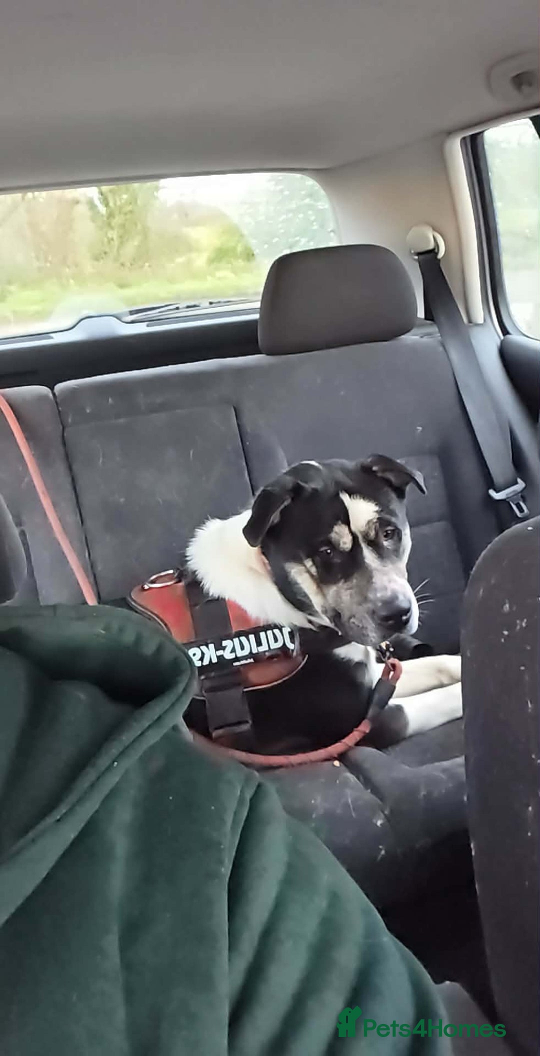 Mixed Breed dogs for sale: Nakita x staffie - Advert 1