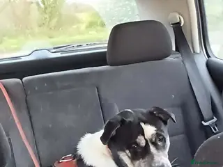 Mixed Breed dogs akita x staffie - Advert 5