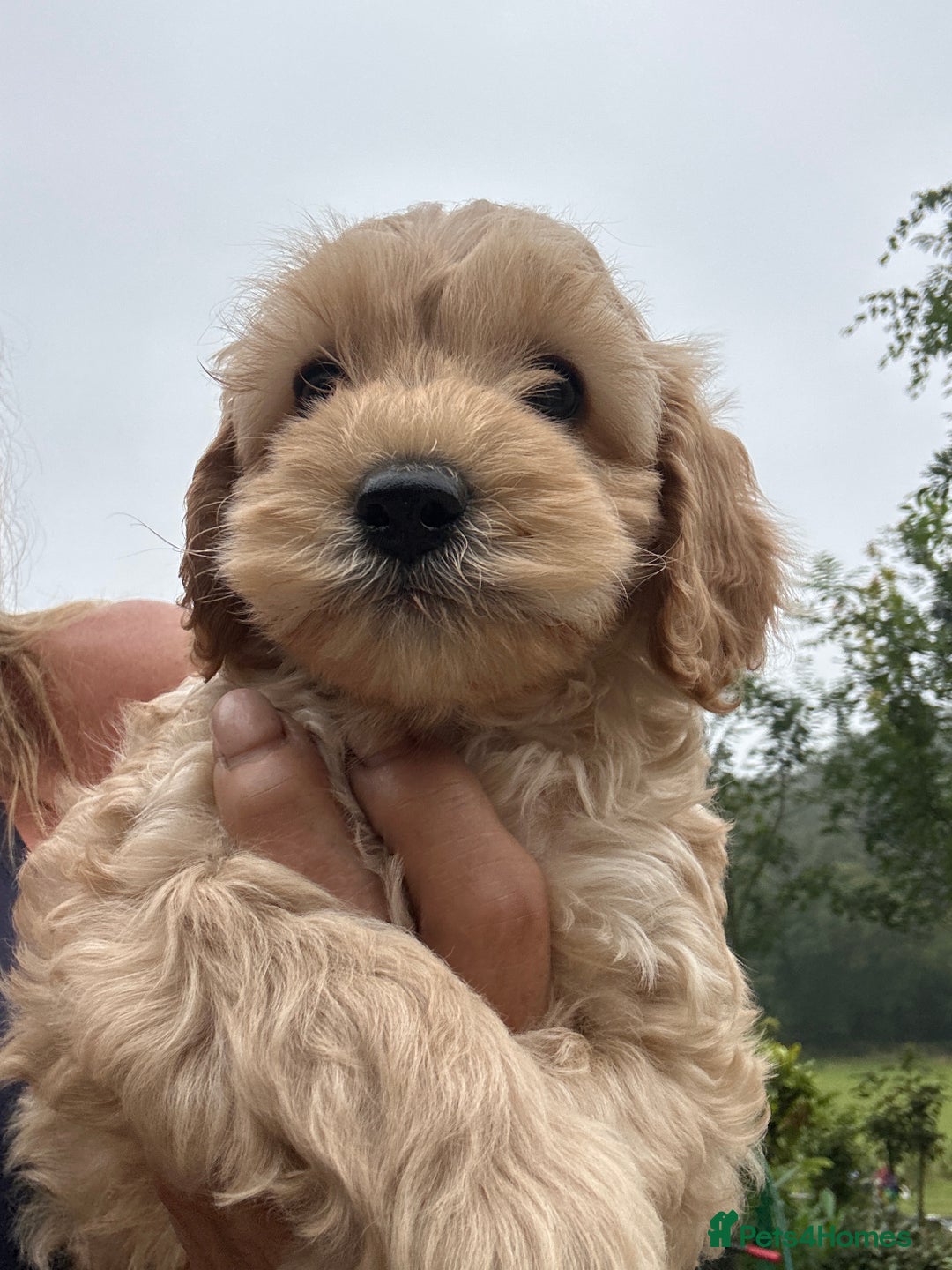 Cockapoo dogs for sale: Lovely litter cockapoo  - Image 22