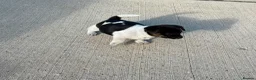 Jug dogs for sale: Jug puppies  in Corby - Advert 3