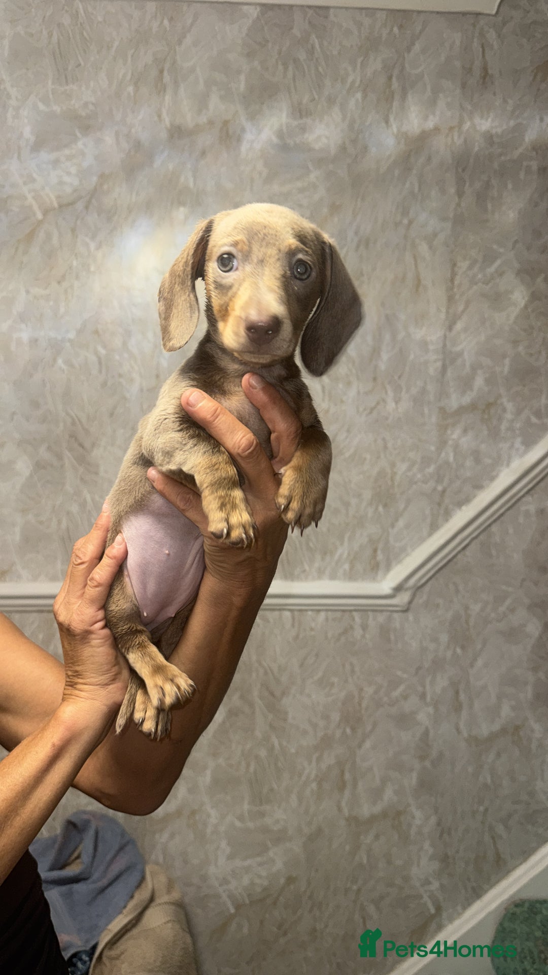 Miniature Dachshund dogs for sale: Two miniature dachshund puppys 💙💕  - Image 5