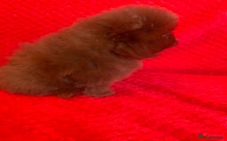 Pomeranian dogs for sale: 3 CHOCOLATE BROWN BEAR POMERANIAN PUPPY’S - Image 10