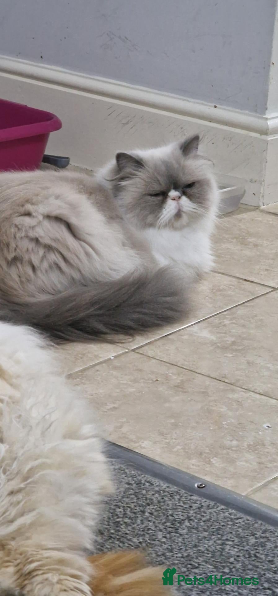 Persian cats 2 persian kittens  - Advert 1