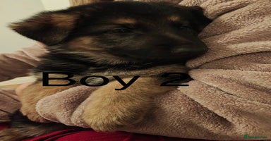 German Shepherd dogs - Advert 1