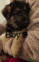 German Shepherd dogs - Advert 1