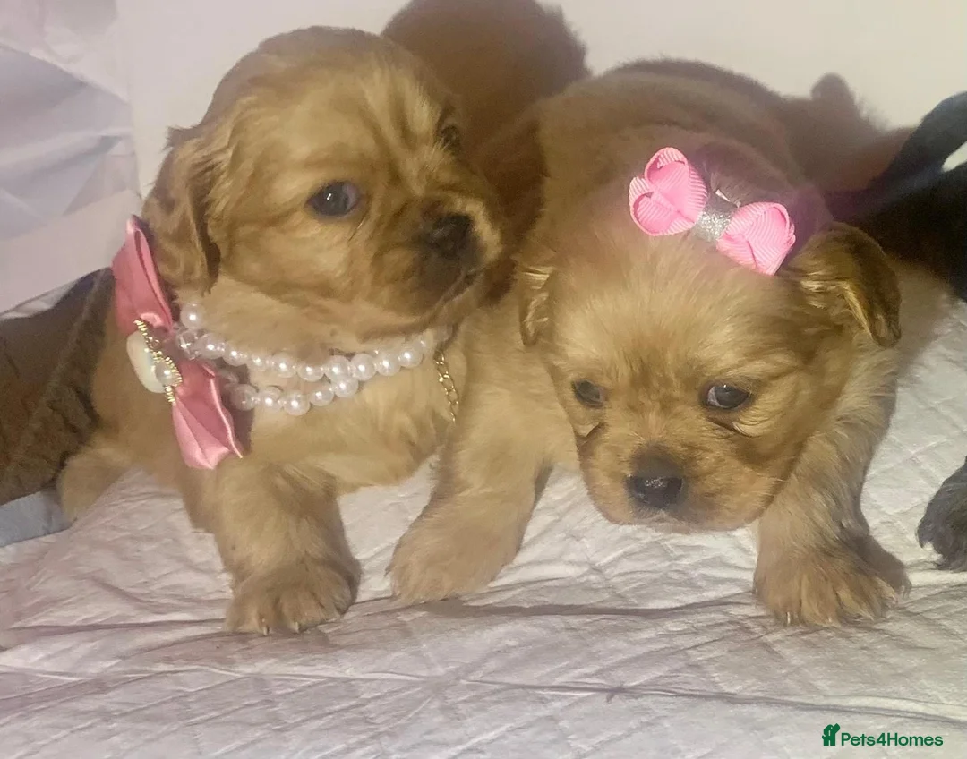 Shih Tzu dogs for sale: Imperial shih tzu  - Advert 17