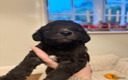 Mixed Breed dogs for sale: Bedlington Whippet - Image 4