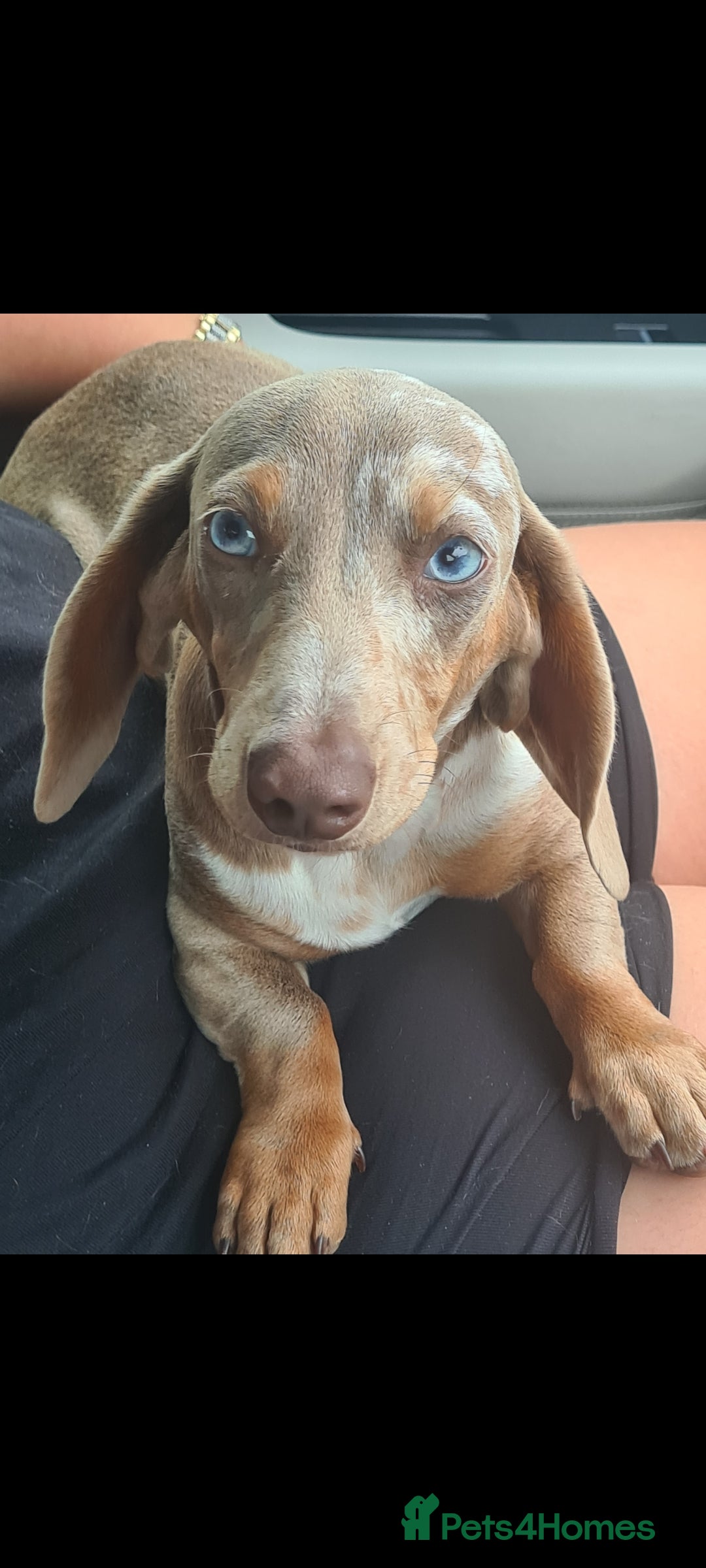 Miniature Dachshund dogs for sale: Beautiful girl Zayla looking for forever home - Advert 2