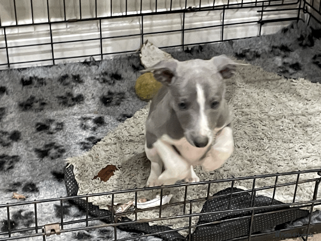 Whippet dogs for sale: Whippet puppies Northamptonshire - Image 5