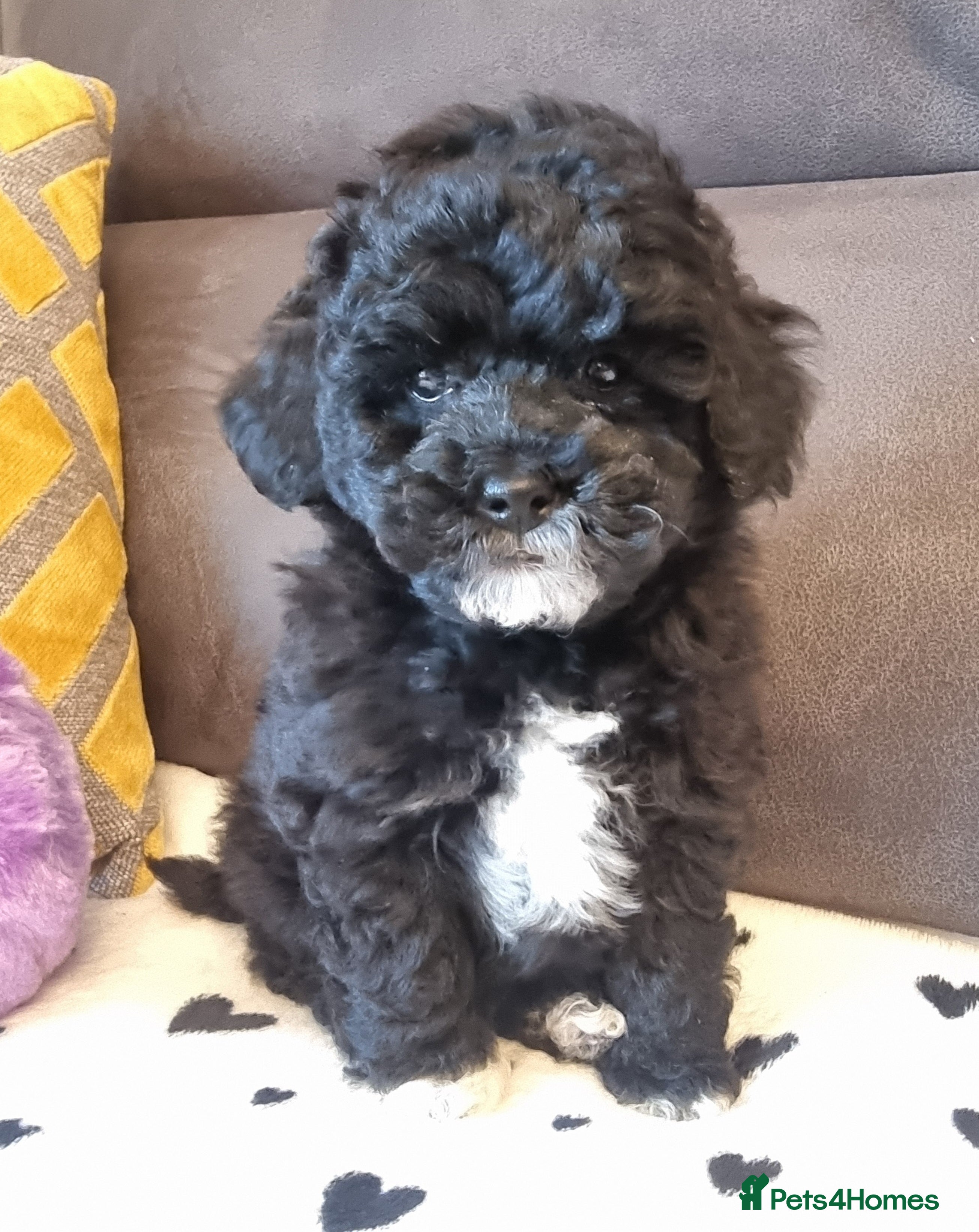 Shihpoo dogs Adorable best friend Shihpoo pups Fully Vaccinated - Advert 5