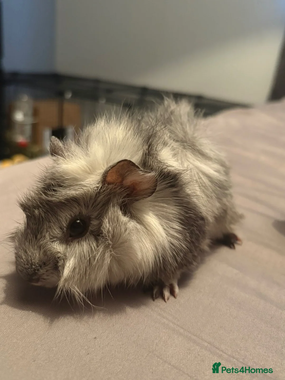 Guinea Pig rodents for sale: Guinea pig boars - Advert 1