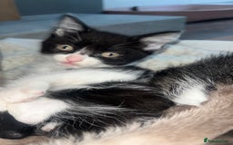 Mixed Breed cats for sale: Kittens  - Image 13