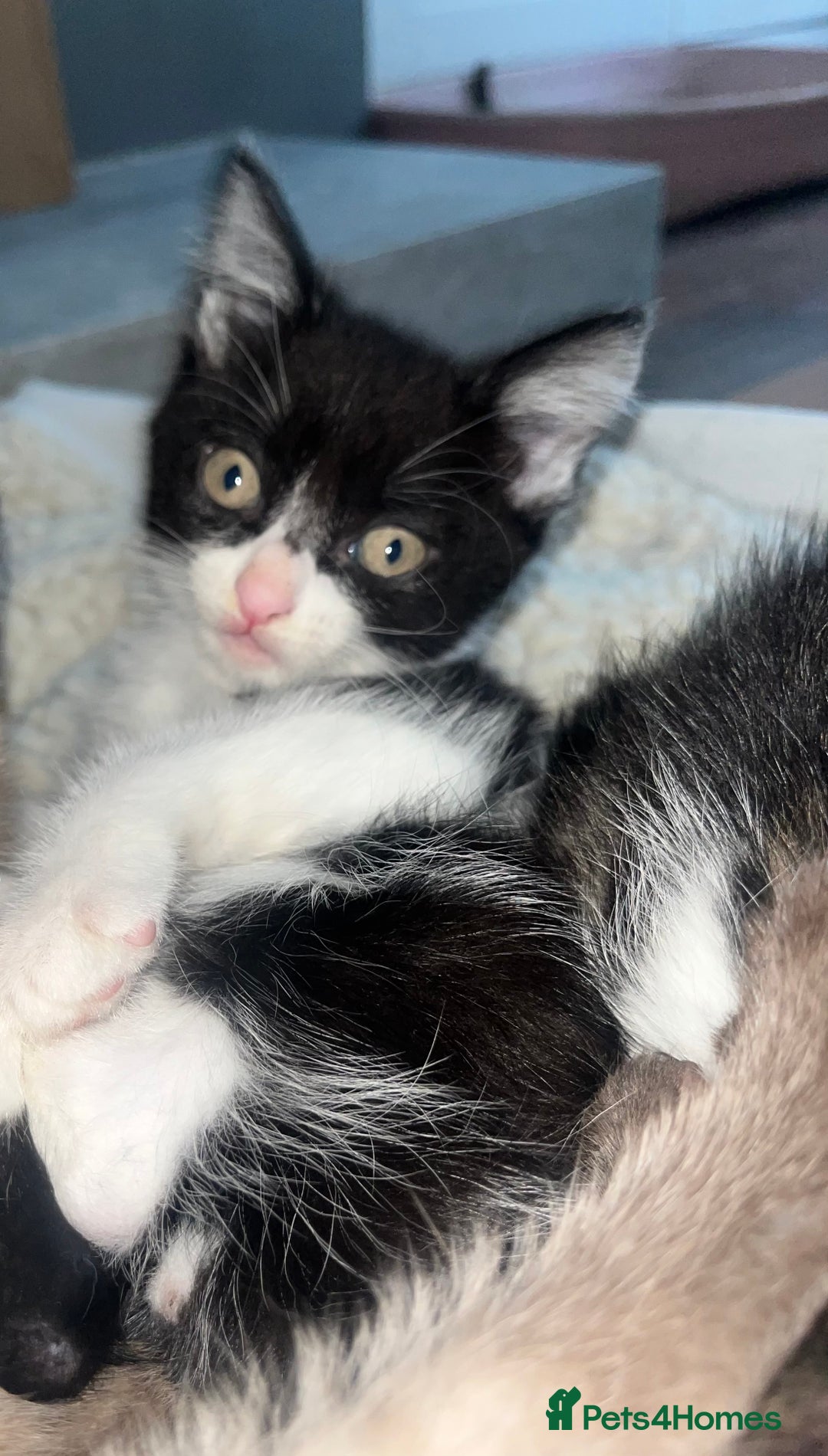 Mixed Breed cats for sale: Kittens  - Image 13
