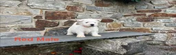West Highland Terrier dogs for sale: Beautiful Westie Puppies  - Advert 4