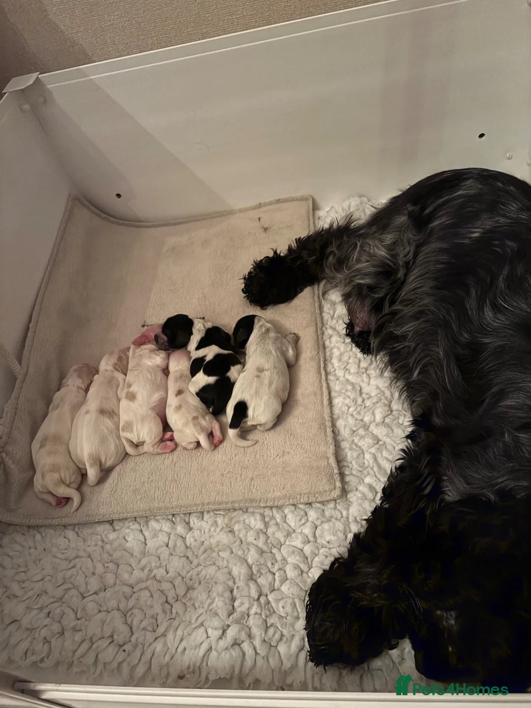 Cocker Spaniel dogs for sale: Beautiful chunky cocker spaniel pups for sale  in Dunfermline - Advert 17