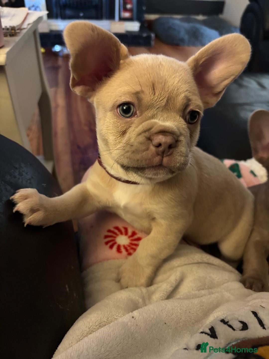 French Bulldog dogs for sale: Frenchies for sale  - Advert 3