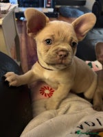 French Bulldog dogs Frenchies for sale - Advert 4