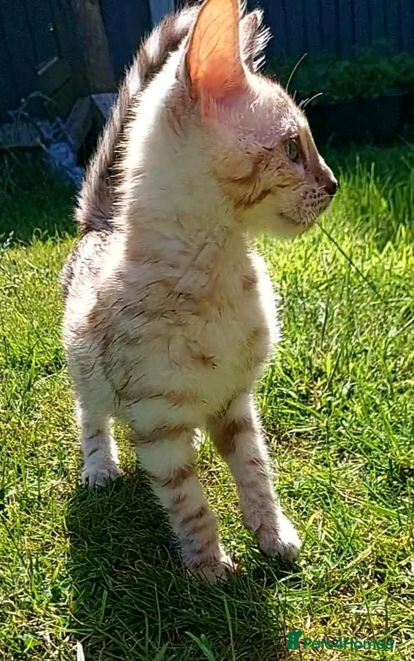 Bengal cats Pedigree Snow Bengal Kittens  - Advert 2