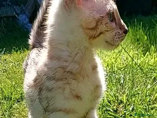 Bengal cats Pedigree Snow Bengal Kittens - Advert 2