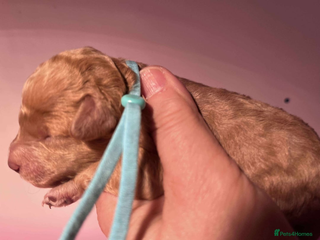 Cavapoo dogs for sale: 5⭐️Licensed+DNA tested+Vet Checked - Image 16