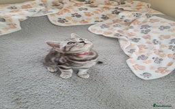 British Shorthair cats for sale: Ready to collect, Silver Tabby last 2 discounted in Rochester - Image 3