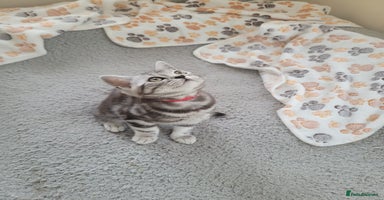 British Shorthair cats in Rochester - Advert 5
